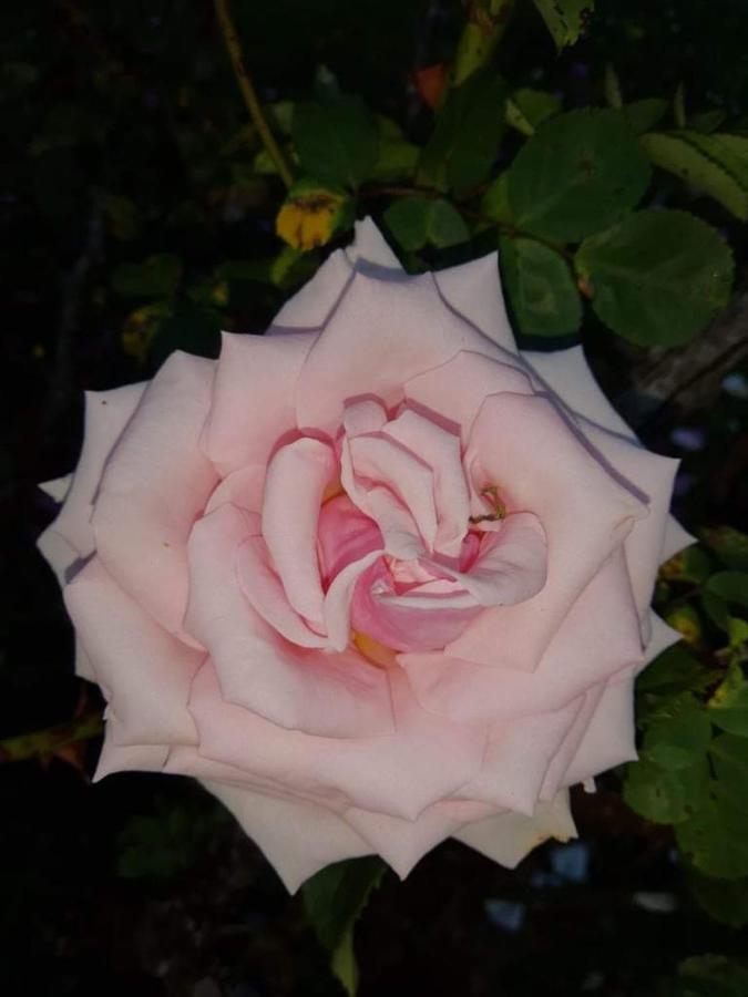 Kilmahon House, P25A973 Bed & Breakfast Shanagarry Bagian luar foto